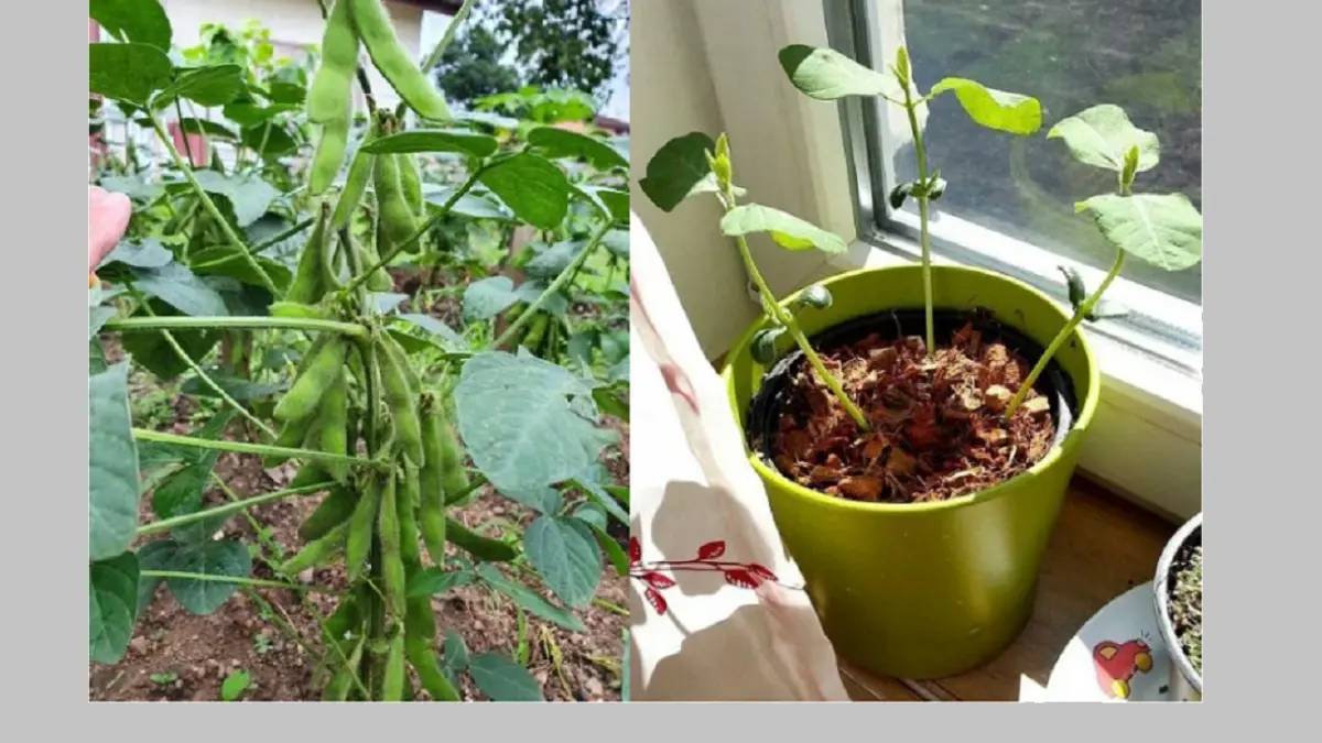 Edamame dapat ditanam di rumah menggunakan media tanam kaya kompos dan memiliki drainase yang baik. (BALCONY GARDEN WEB)