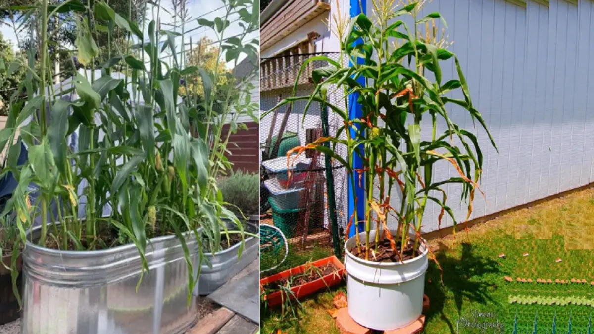 Jagung dalam pot membutuhkan paparan sinar matahari penuh dan media tanam yang memiliki drainase baik. (BALCONY GARDEN WEB)