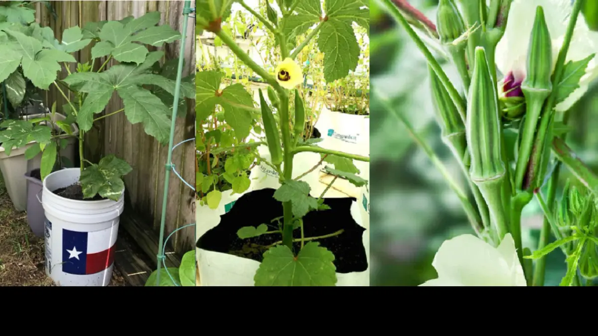Okra dalam pot membutuhkan paparan sinar matahari penuh dan media tanam yang tetap lembap. (BALCONY GARDEN WEB)