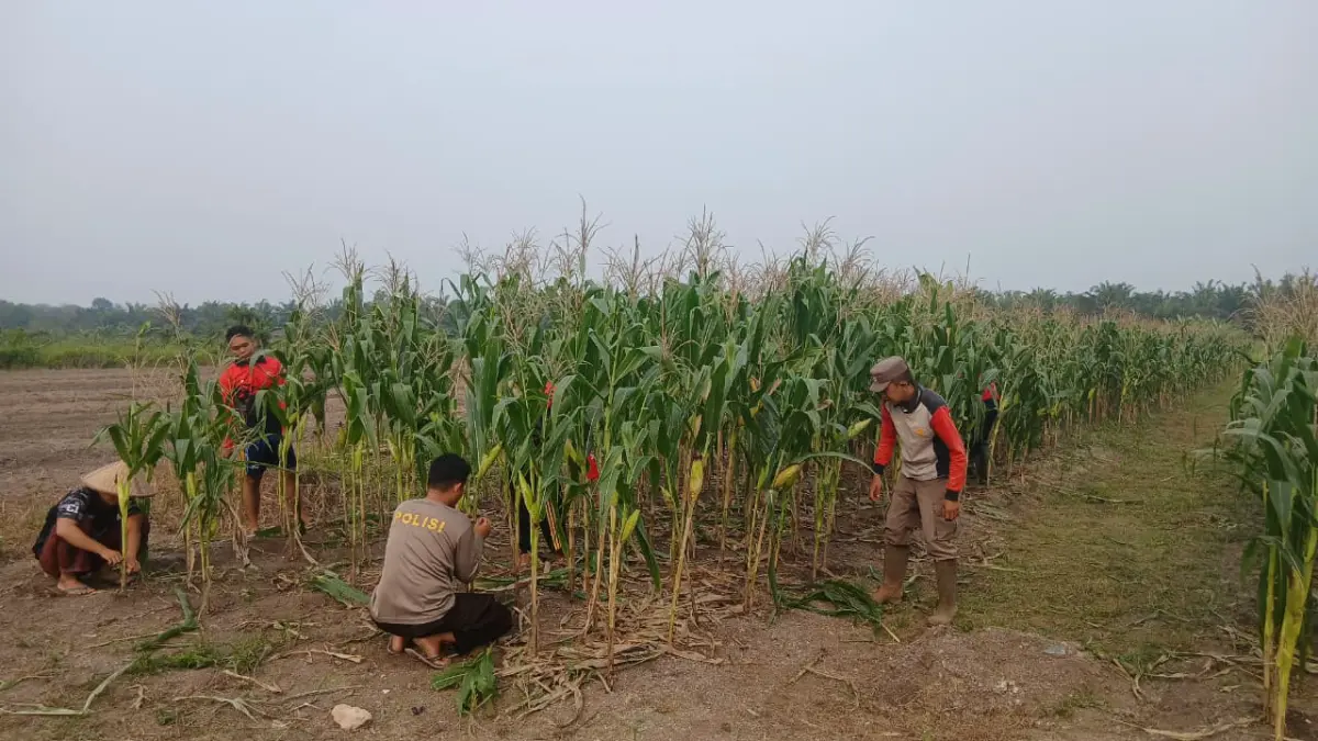 Sejumlah personel Polres Sambas melakukan perawatan kebun jagung. (ISTIMEWA)