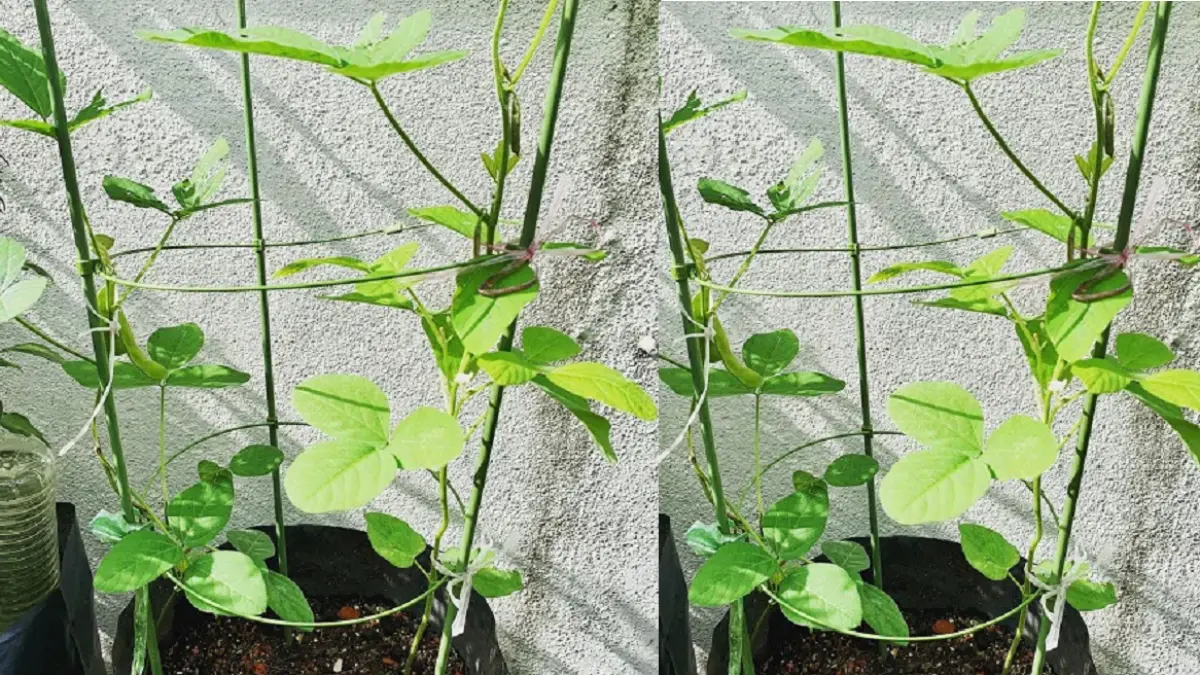 Tanaman edamame membutuhkan media tanam yang kaya kompos, memiliki drainase baik, dan mendapat cahaya terang. (BALCONY GARDEN WEB)