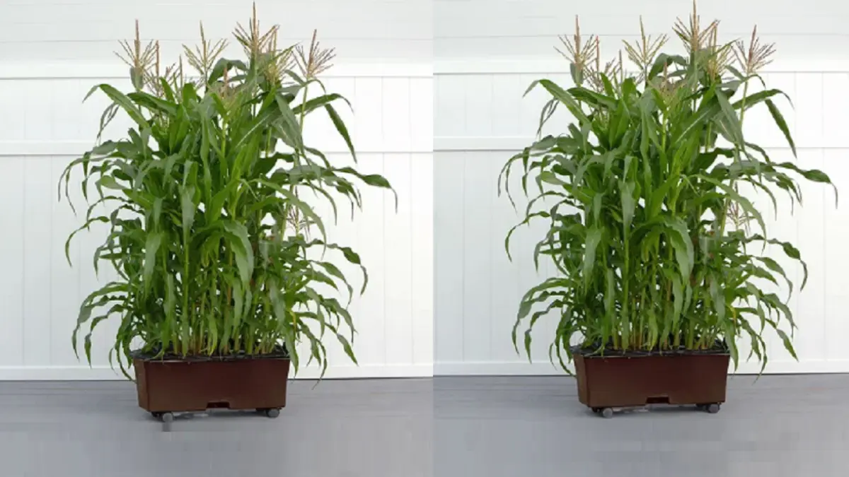 Tanaman jagung dapat dibudidayakan dalam pot berukuran besar untuk memanfaatkan lahan terbatas. (BALCONY GARDEN WEB)