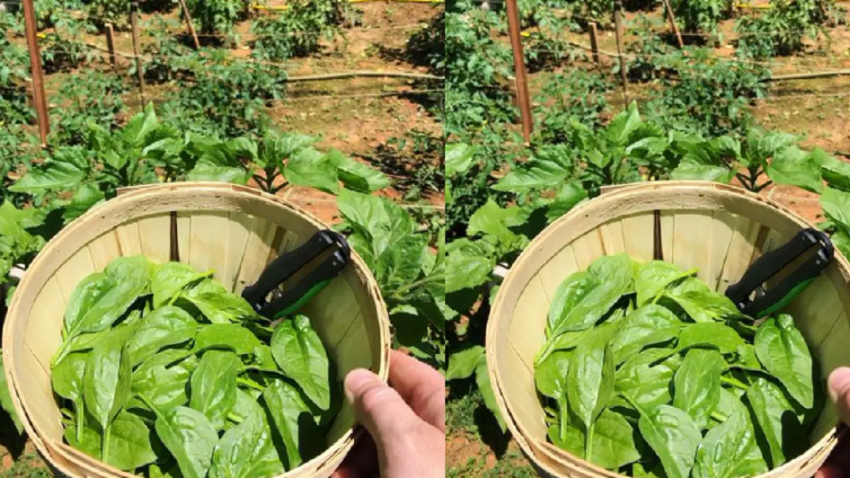 Bayam dapat dipanen dengan memetik daun bagian luar dan membiarkan daun muda di bagian tengah terus tumbuh. (BALCONY GARDEN WEB)