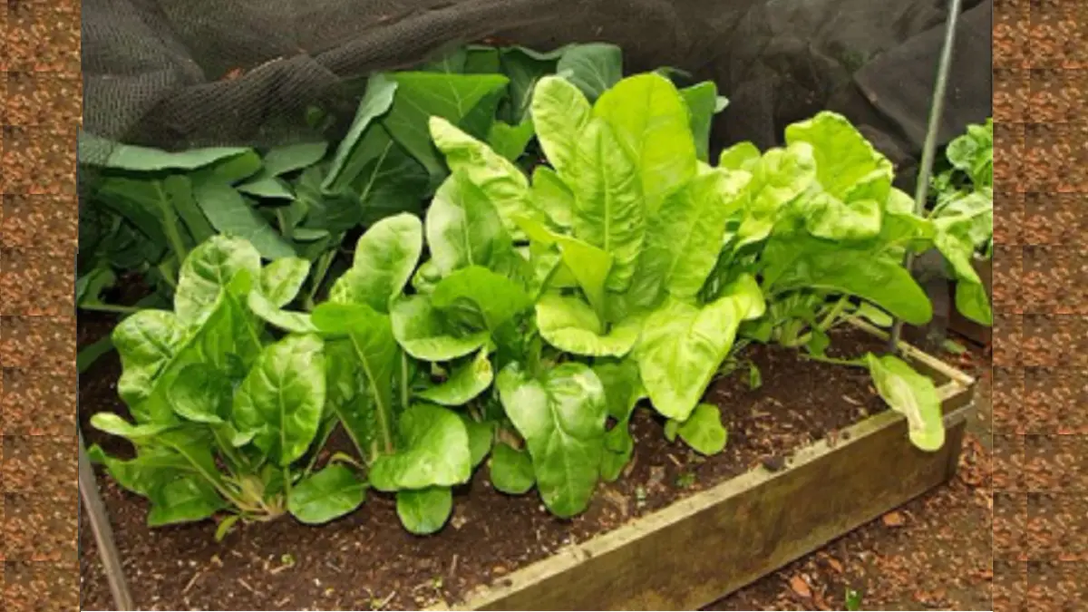 Bayam dapat ditanam dalam pot dengan wadah yang lebar dan media tanam kaya bahan organik. (BALCONY GARDEN WEB)