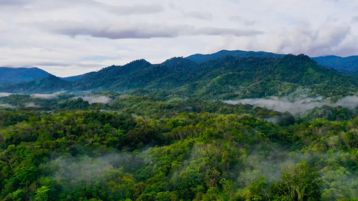 Hutan gambut di Kalbar. (Dok WALHI)