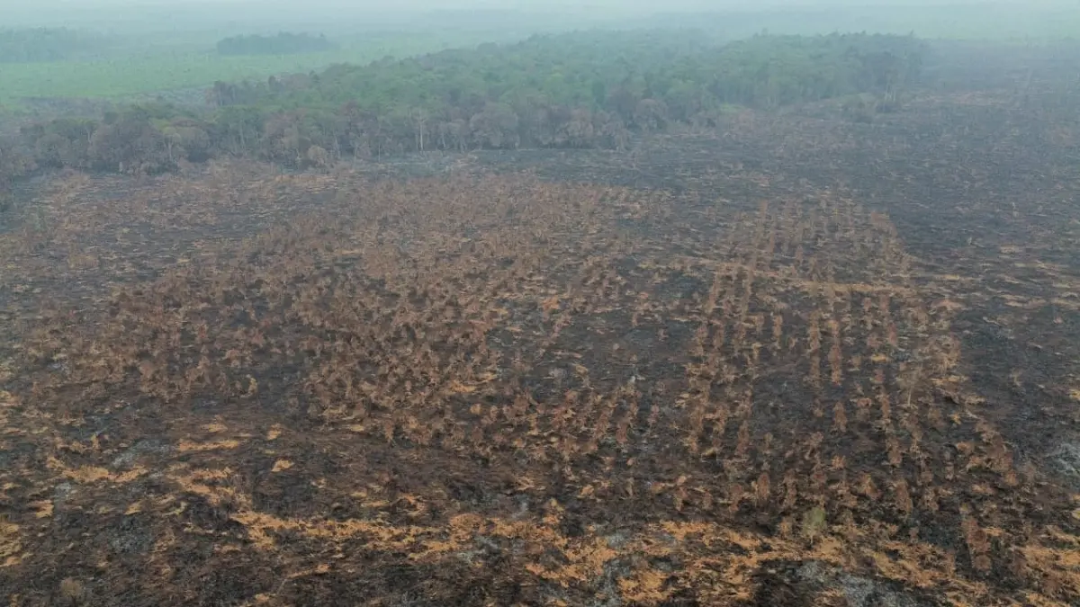 Penampakan lahan gambut yang hangus terbakar beberapa waktu lalu. (ISTIMEWA)