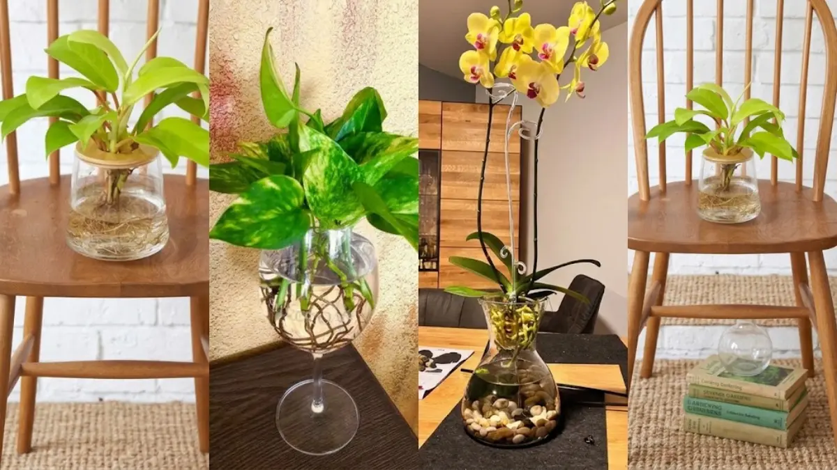 Sejumlah tanaman kuning ini bisa tumbuh di air dan bikin rumah cerah. (BALCONY GARDEN WEB/AI)