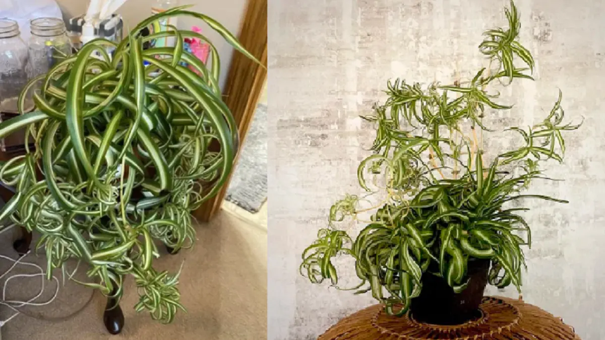 Varietas Bonnie, Spider Plant dengan daun melengkung unik. (BALCONYGARDENWEB)