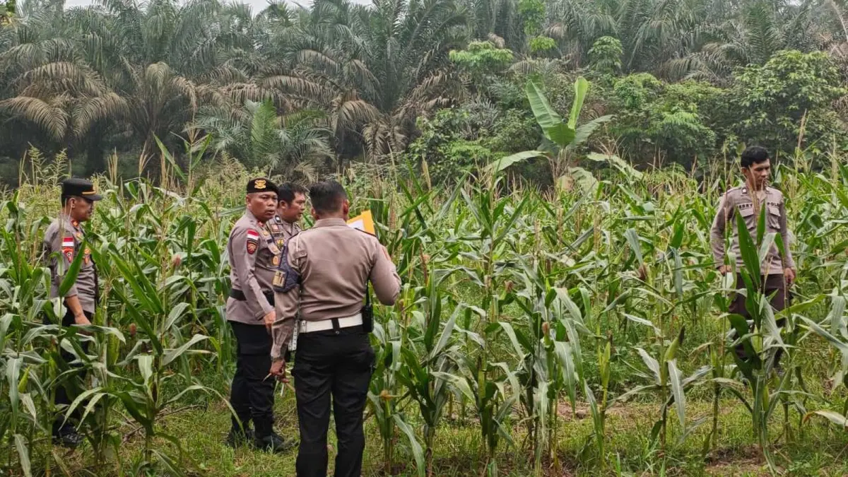 Target Meleset Imbas Kemarau! Polres Sanggau Turun Gunung Kebut Tanam Jagung di Mukok