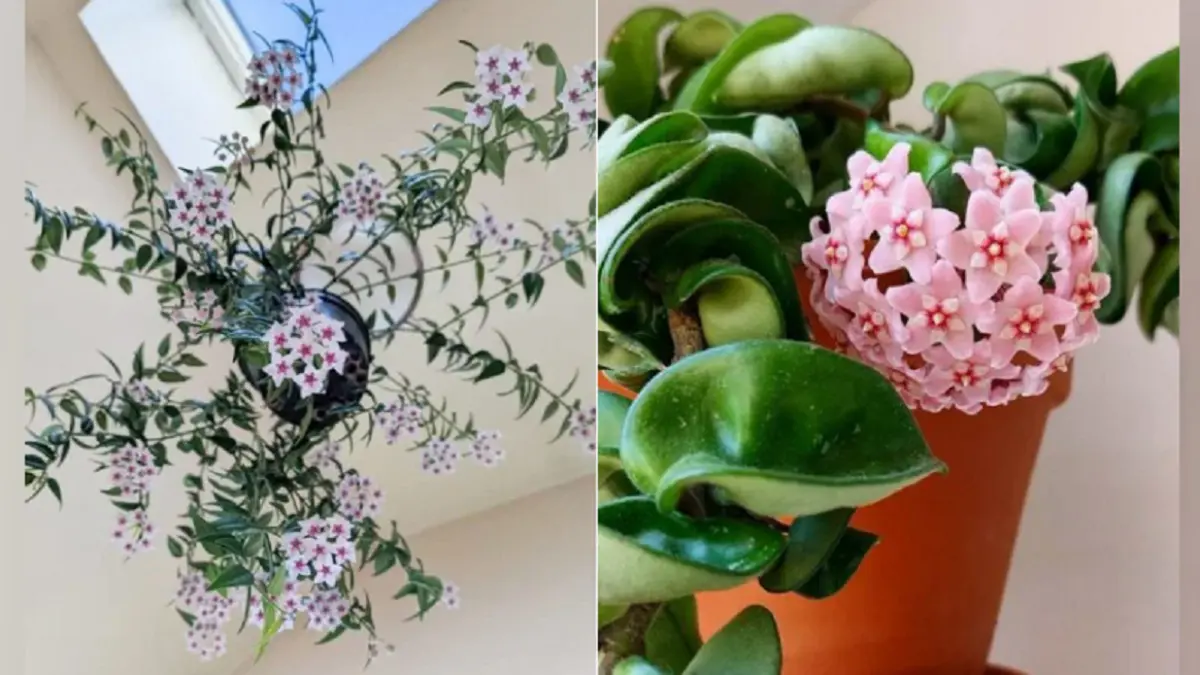 Hoya Plant (BALCONYGARDENWEB)