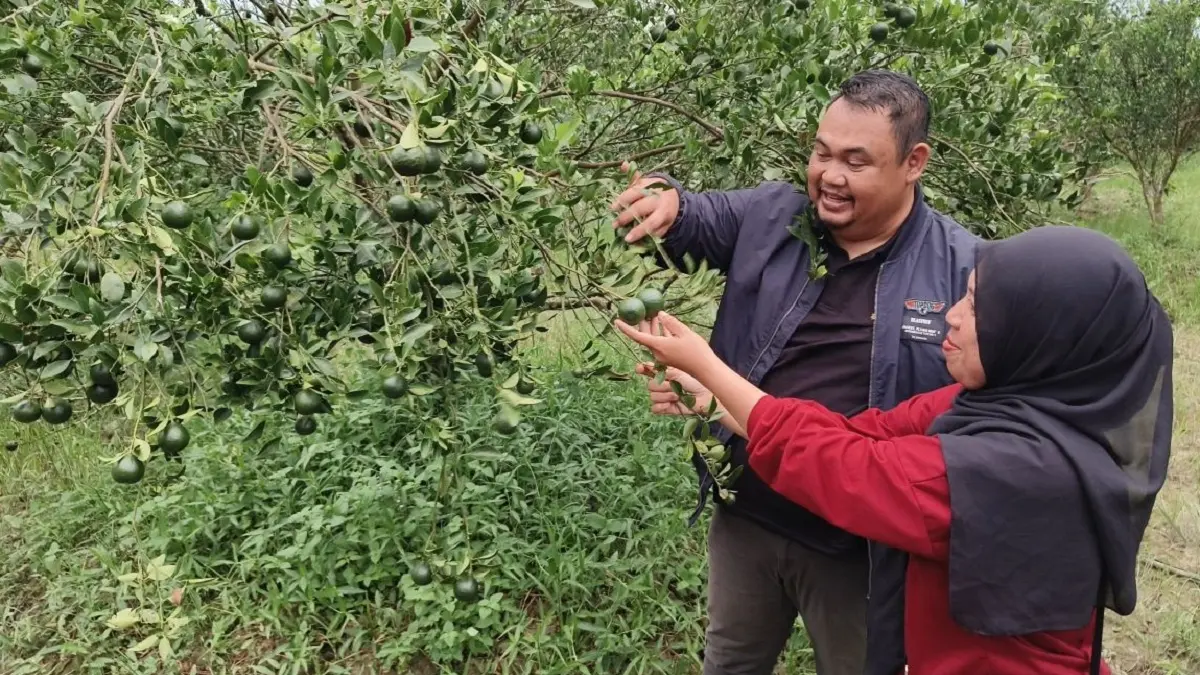 Serangan CVPD Capai 30 Persen, Tanaman Jeruk Sambas Terancam