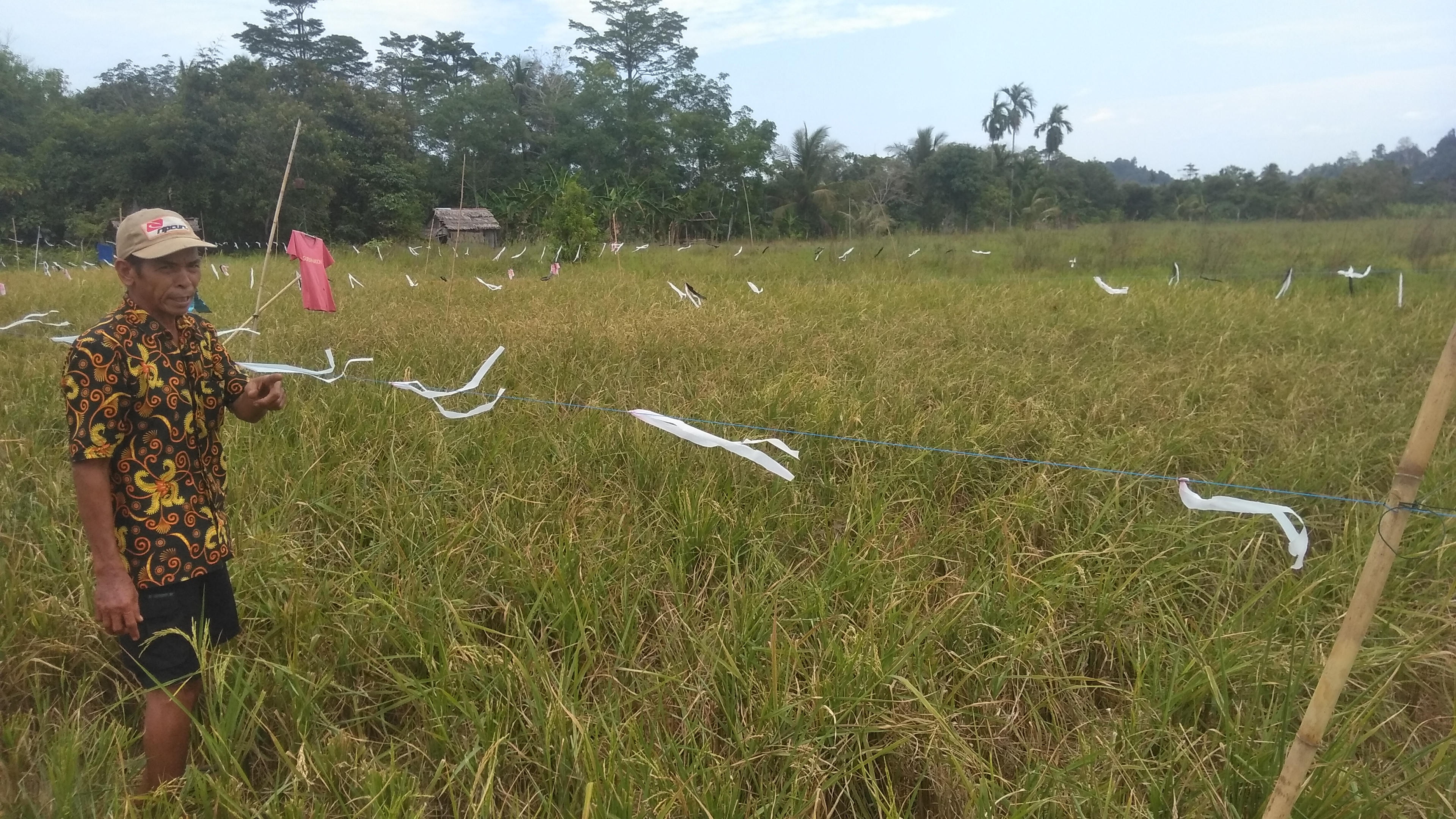 GAGAL PANEN: Petani menunjukan sawahnya di Desa Sungai Paduan, Kayong Utara yang mengalami gagal panen akibat hama tikus. ARISTONO/PONTIANAK POST