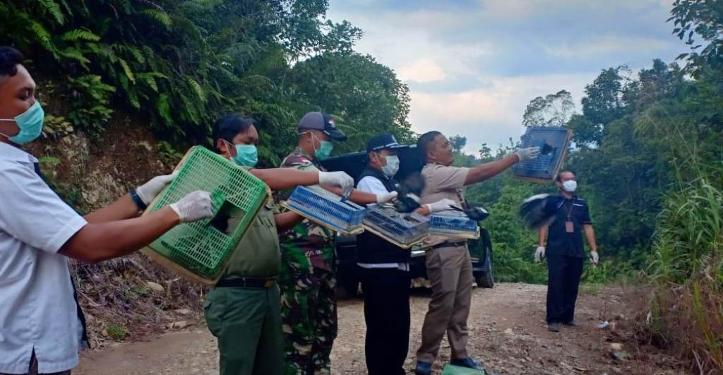 LEPAS. Ratusan ekor burung kacer yang disita TNI di Sui. Daun akhirnya dilepasliarkan ke alam. SUGENG/PONTIANAKPOST