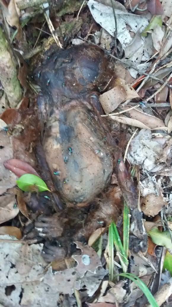 MEMBUSUK: Bayi orangutan yang ditemukan mati di lahan yang sudah beralih fungsi menjadi perkebunan kelapa sawit. ISTIMEWA