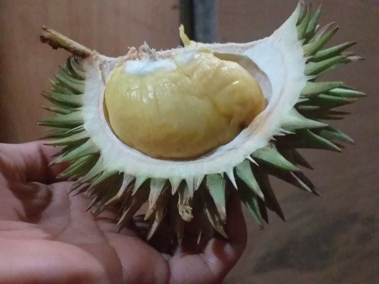 LANGKA: Terotong alias kelawit, durian langka ada di Kalimantan Barat.MARSITA RIANDINI/PONTIANAK POST