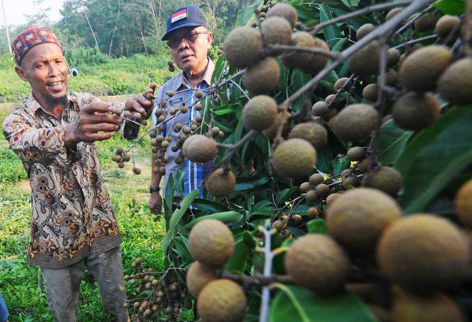 LENGKENG: Lengkeng Kristal yang ditanam oleh kelompok Tani Buah Karya Madani Desa Pagal Baru, kecamatan Tempunak kabupaten Sintang mulai berbuah.MIRZA A MUIN/PONTIANAKPOST