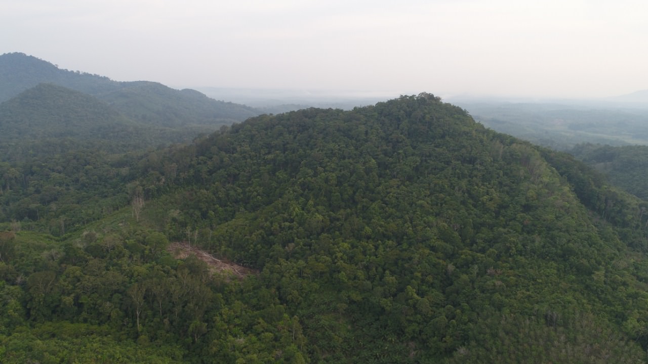 HUTAN ADAT: Penampakan hutan Adat Bukit Samabue Desa Sepahat, Kecamatan Menjalin yang bakal diserahkan SK-nya oleh Presiden Jokowi. ISTIMEWA