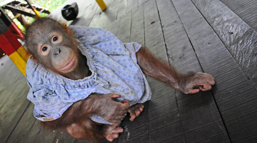 SEMAKIN TERDESAK: Seekor orang utan yang diserahkan warga beberapa waktu lalu di Pontianak. HARYADI/PONTIANAKPOST.CO.ID