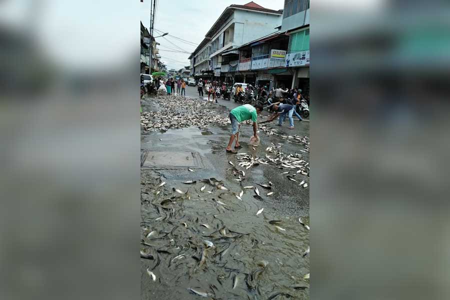 Ribuan ikan patin bergelimpangan di perempatan Jalan Niaga dan Jalan Saman Bujang, Kelurahan Pasiran, Singkawang Barat, Kamis (31/10).