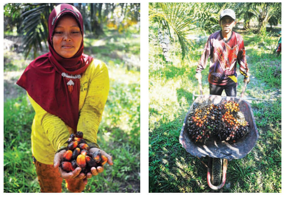 PANEN: Petani sawit mandiri di Dusun Nanga Kebebu, Desa Nanga Kebebu, Kecamatan Nanga Pinoh, Kabupaten Melawi menunjukkan hasil panen buah sawit miliknya. ARIEF NUGROHO/