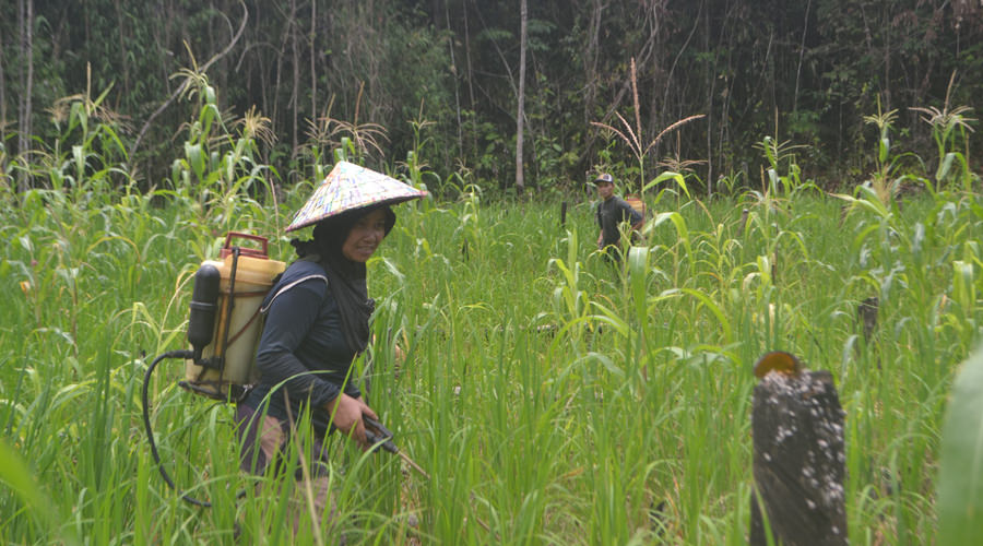 BERLADANG: Salah satu petani padi sedang menyemprot sawahnya yang berada dekat kawasan hutan yang sedang diusulkan menjadi hutan desa. FIRDAUS DARKATNI/PONTIANAK POST