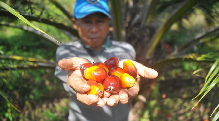 PANEN: Seorang petani sawit mandiri di Dusun Nanga Kebebu, Desa Nanga Kebebu, Kecamatan Nanga Pinoh, Kabupaten Melawi menunjukkan hasil panen buah sawit miliknya. ARIEF NUGROHO/PONTIANAK POST