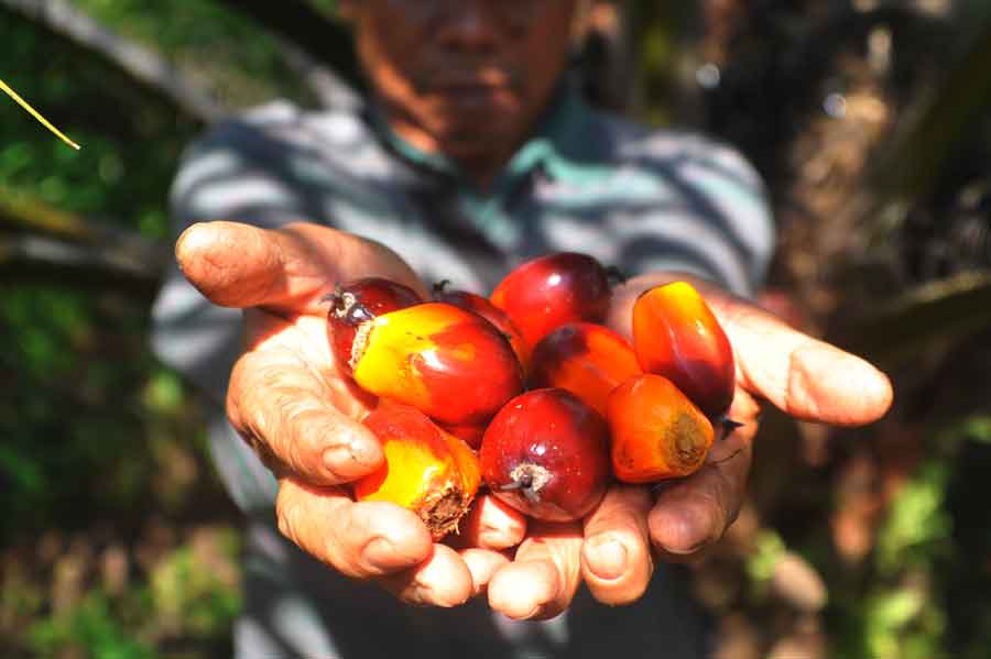 KOMODITAS EKSPOR: Seorang petani memanen buah sawit di kebunnya, beberapa waktu lalu. Meski harga sedang anjlok, sawit menjadi salah satu komoditas ekspor yang punya andil bagi perekonomian Kalbar.