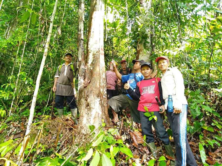 MENGUKUR: Tim Juru Ukur KKG didampingi warga Desa Sungai Pukat saat memasuki Hutan Bukit Liang.