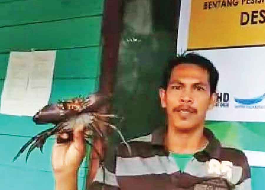 BUDIDAYA: Proses pemanenan kepiting di lokasi budidaya dan penggemukan kepiting Bentang Pesisir Padang Tikar.