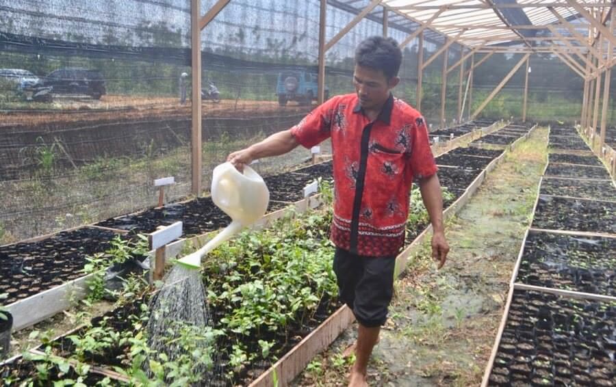 Petani sedang menyiram demplot teh yang berada di sebelah kediaman Bupati Sintang. foto Firdaus Darkatni