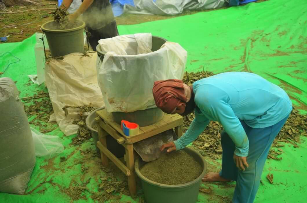 OLAH KRATOM: Petani di Kapuas Hulu sedang mengolah daun kratom yang memiliki nilai ekonomi. Para petani dan pengusaha kratom merasa tidak dilibatkan dalam pembahasan mengenai rencana pelarangan komoditas kratom. ARIEF NUGROHO/ PONTIANAK POST