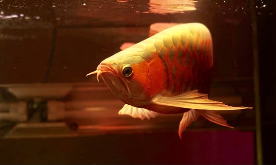 Arwana super red yang dipamerkan di Pontianak Convention Center.