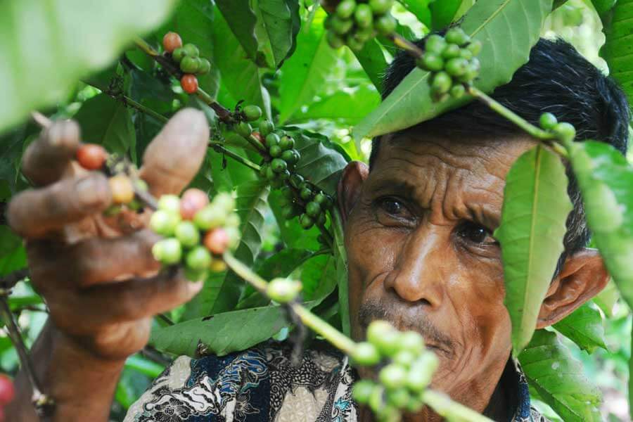 KOPI GAMBUT: Masyarakat di Desa Sumber Agung, Kecamatan Batu Ampar, Kubu Raya menanam kopi jenis robusta di lahan gambut. HARYADI/PONTIANAKPOST