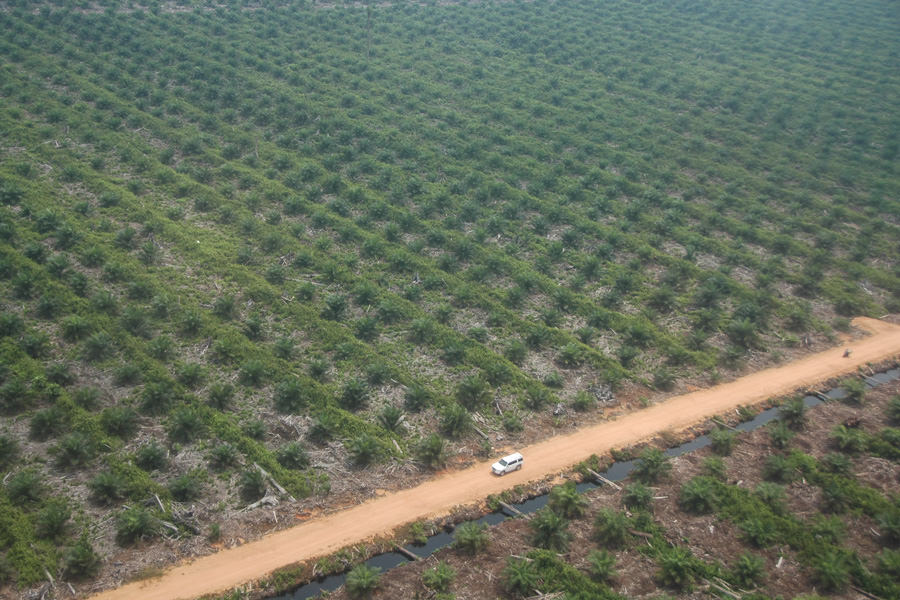 MENGHAMPAR: Perkebunan sawit menghampar luas di Kalimantan Barat. Masalah izin Hak Guna Usaha (HGU) perkebunan sawit kini mencuat seiring terkuaknya dugaan praktik gratifikasi oknum pejabat BPN. MUJADI/PONTIANAKPOST 