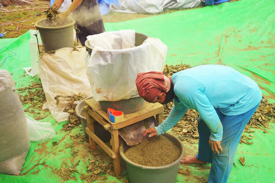 Pengolahan kratom di Kapuas Hulu. foto: Arief Nugroho