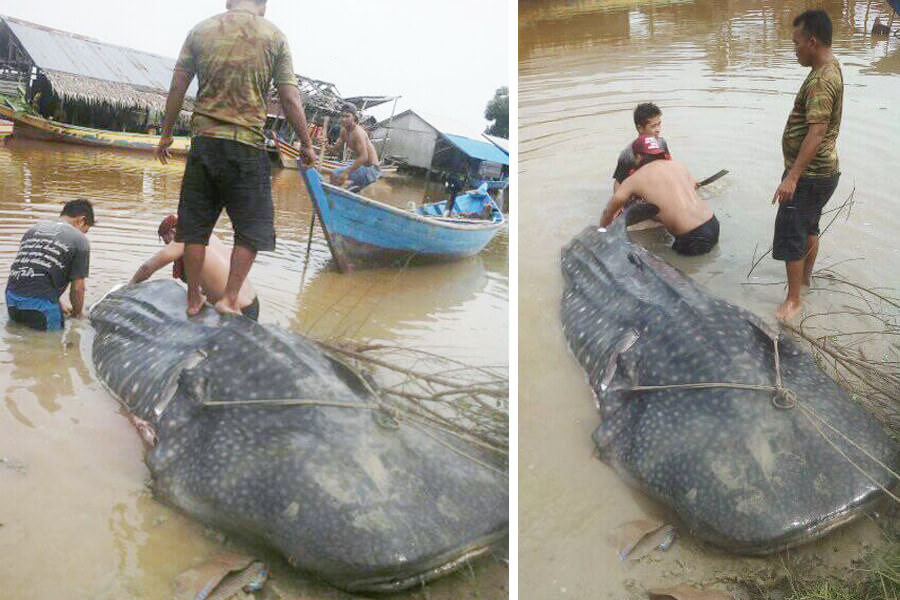 Seekor hiu paus yang dikerumuni warga. Foto ini beredar di media sosial Facebook, kemarin.