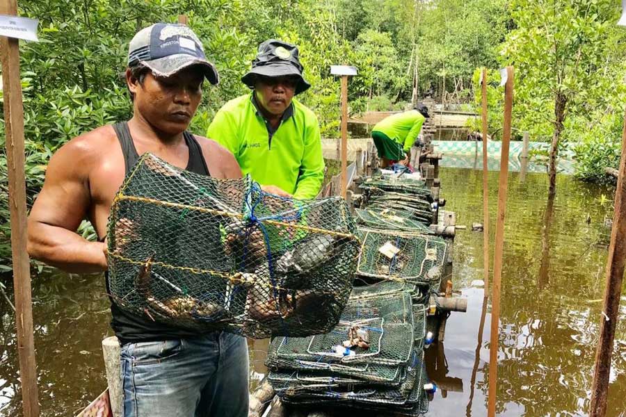 PANEN: Warga mengumpulkan hasil panen raya kepiting bakau di keramba KUPS Kelompok I Budidaya Silvofishery Kepiting Bakau, Desa Batu Ampar, Rabu (18/12).  IDIL AQSA AKBARY/PONTIANAK POST