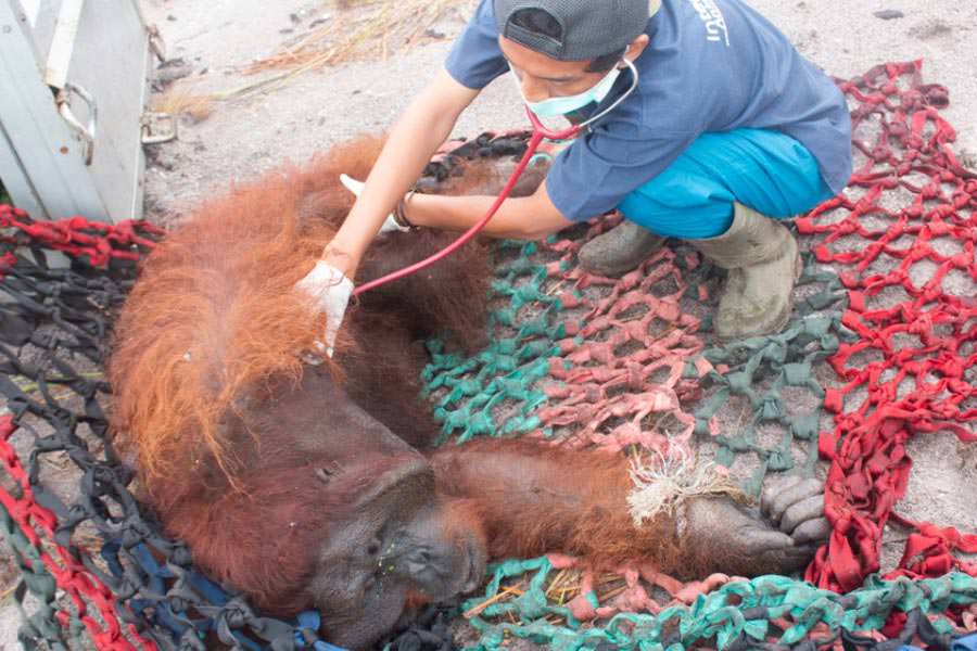 EVAKUASI ORANGUTAN: Tim melakukan evakuasi orangutan dewasa yang memasuki kebun warga, Jumat (24/1) di Desa Sungai Pelang. ISTIMEWA