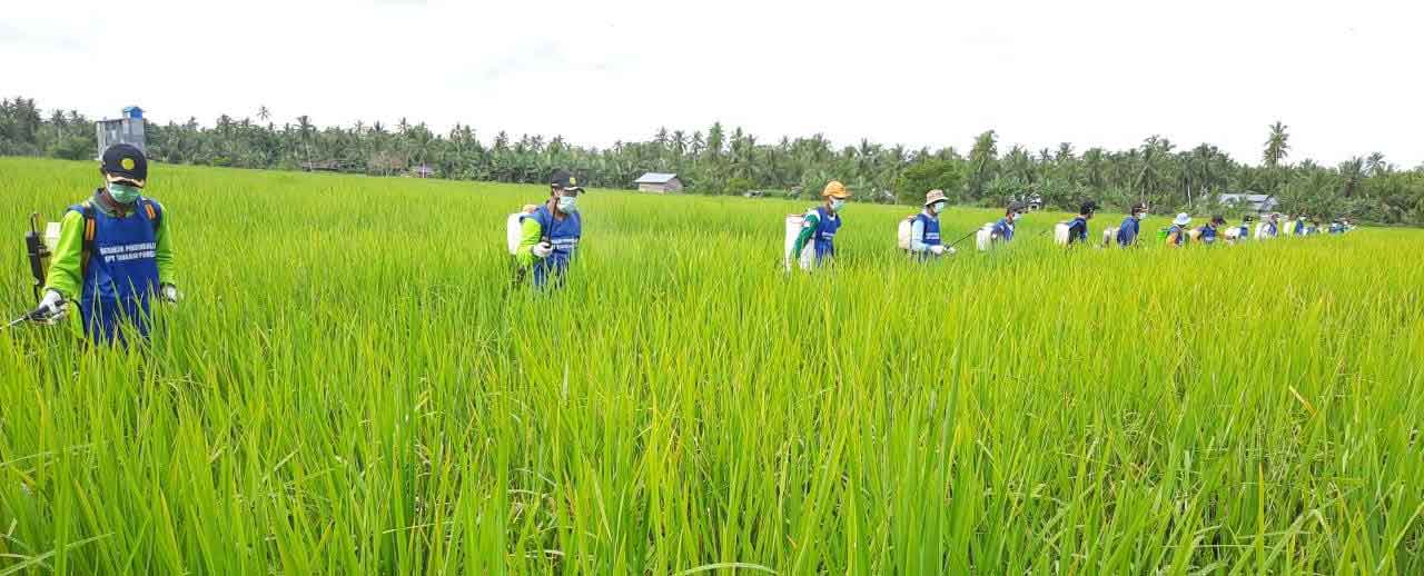 GERAKAN PENGENDALIAN: Para petani melaksanakan kegiatan pengendalian hama.ISTIMEWA