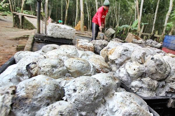 KARET: Bahan olah karet hasil sadapan petani di Kalbar dianggap kurang memenuhi standar mutu. Hal ini membuat harganya sulit naik.