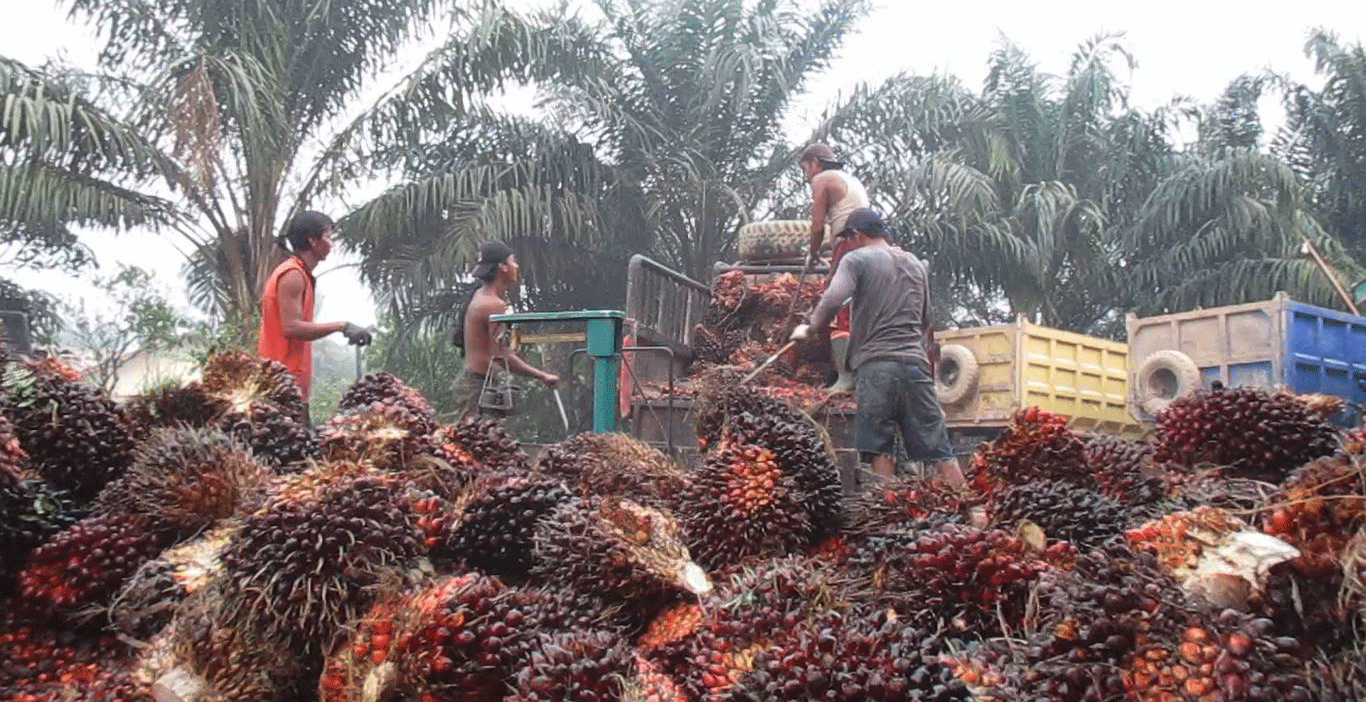 MENURUNKAN TBS : Beberapa pekerja sedang menurunkan ratusan TBS sawit dari bak kendaraan untuk ditimbang beratnya. DOKUMENTASI SITI