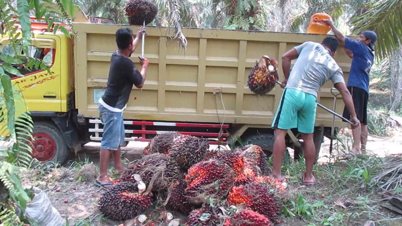 NAIKKAN TBS : Pekerja saat akan menaikkan tandan buah segar (TBS) sawit ke dalam bak truk pengangkut sawit. SITI/PONTIANAK POST