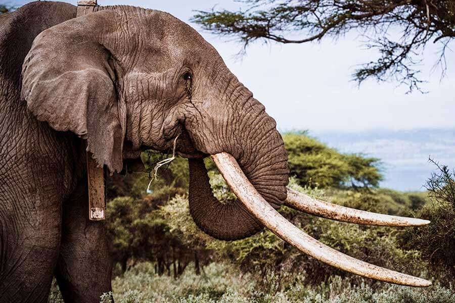 DIMUSEUMKAN: Gajah yang memiliki gading terbesar dan terpanjang di dunia mati karena sudah tua. KWS
