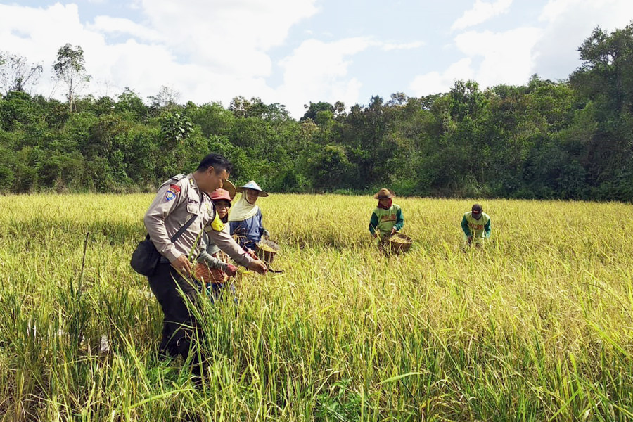 Bhabinkamtibmas Polsek Menyuke, Bripka Ewaldus Leo membantu warga binaannya memanen padi, Rabu (26/2). foto istimewa