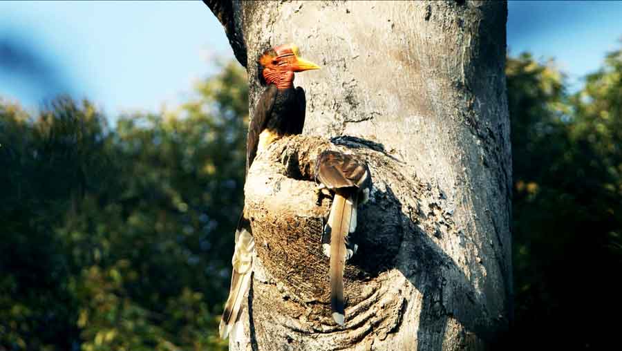 ENGGANG GADING: Burung Enggang Gading (Rhinoplax vigil) saat terbang menuju sarangnya. International Union for Conservation of Nature and Natural Resources (IUCN) memasukan burung Enggang Gading dalam daftar kepunahan di alam liar. (Foto: Tim Laman)
