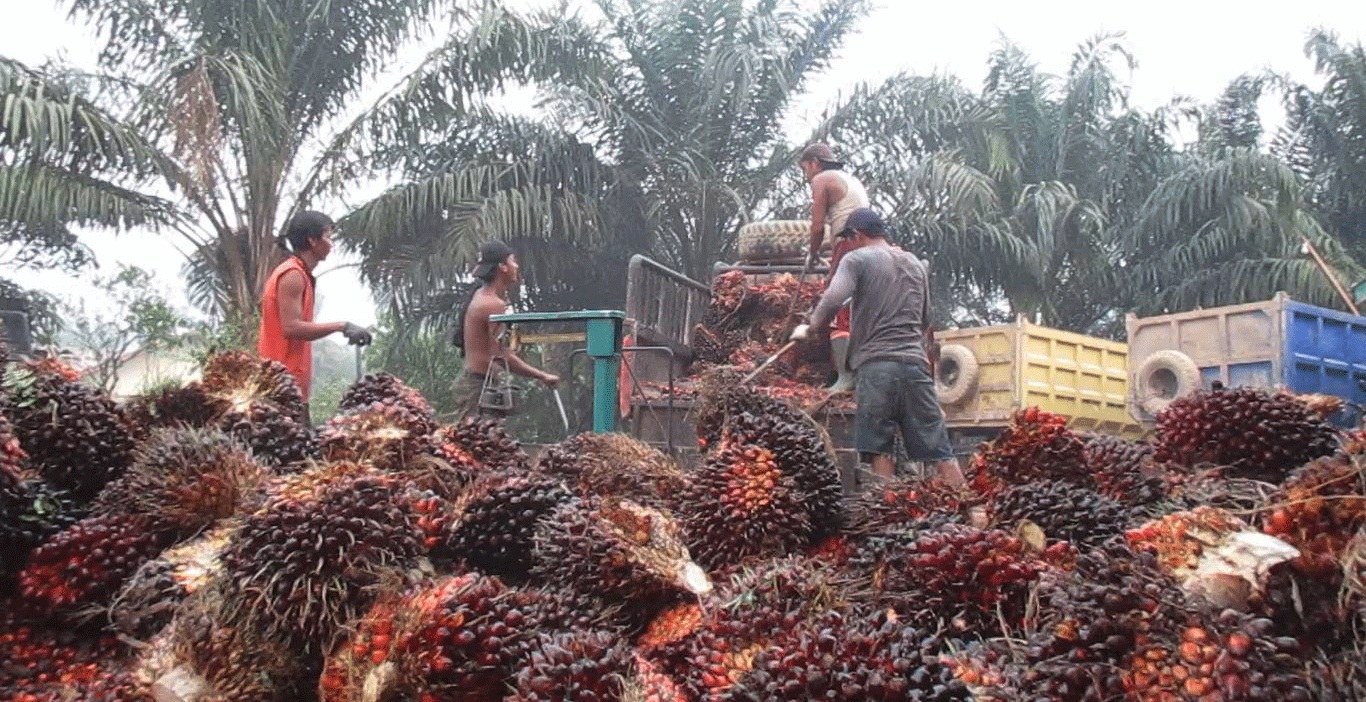 PEKERJA SAWIT: Pekerja saat memindahkan tandan buah segar kelapa sawit ke kendaraan pengangkut. DOK-ILUSTRASI
