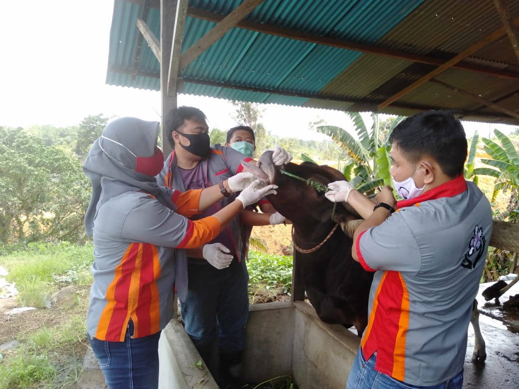 PEMERIKSAAN: Petugas pemeriksa sedang memastikan kelayakan fisik hewan kurban di masing–masing sentra peternakan sapi, Rabu (29/7) kemarin. ISTIMEWA