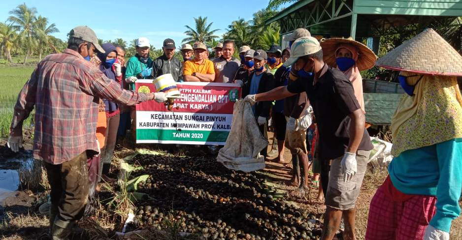 HAMA KEONG: Para petani Poktan Semangat Baru Desa Nusapati, usai melakukan pengendalian hama keong emas, Minggu (12/7) pagi. ISTIMEWA