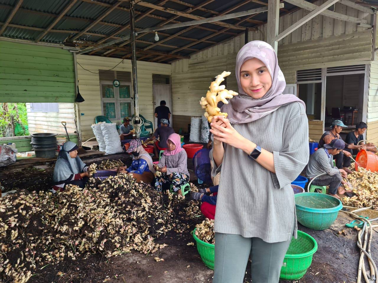 JAHE : Owner Jahe Sinkari Bella Aditya menunjukkan jahe hasil panen di kebunnya di daerah Karimunting, Kabupaten Bengkayang. Kualitas jahe lokal Kalbar tak kalah dengan jahe luar namun belum terserap maksimal di pasaran. SHANDO SAFELA/PONTIANAK POST
