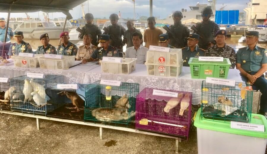 SATWA DILINDUNGI: Lantamal XII Pontianak saat menggelar pers rilis penangkapan satwa dilindungi yang hendak diselundupkan melalui wilayah perairan Sungai Kapuas, Januari 2020 lalu.  DOKUMEN PONTIANAK POST